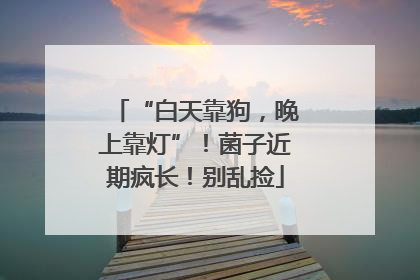 “白天靠狗，晚上靠灯”！菌子近期疯长！别乱捡