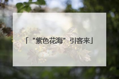 “紫色花海”引客来
