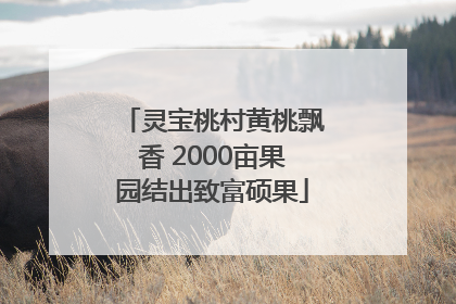 灵宝桃村黄桃飘香 2000亩果园结出致富硕果