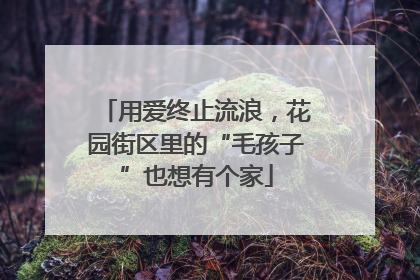 用爱终止流浪，花园街区里的“毛孩子”也想有个家