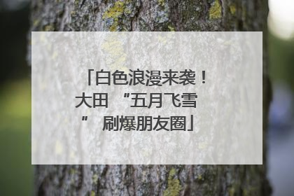 白色浪漫来袭！大田 “五月飞雪” 刷爆朋友圈