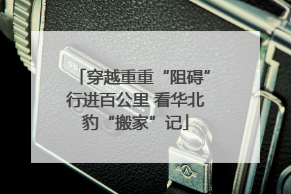 穿越重重“阻碍”行进百公里 看华北豹“搬家”记