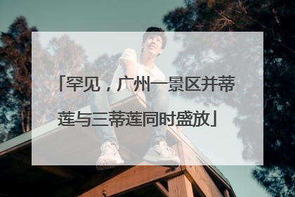 罕见，广州一景区并蒂莲与三蒂莲同时盛放
