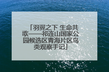 羽翼之下 生命共歌——祁连山国家公园候选区青海片区鸟类观察手记