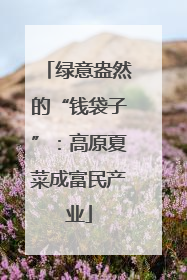 绿意盎然的“钱袋子”：高原夏菜成富民产业