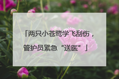 两只小苍鹭学飞刮伤，管护员紧急“送医”