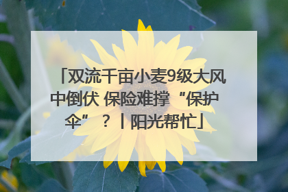 双流千亩小麦9级大风中倒伏 保险难撑“保护伞”？丨阳光帮忙