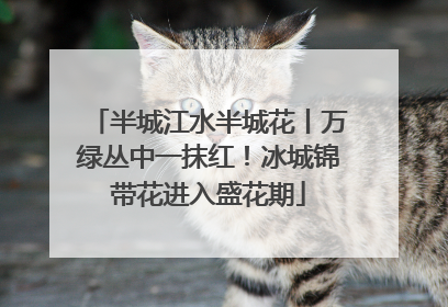 半城江水半城花丨万绿丛中一抹红！冰城锦带花进入盛花期