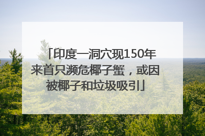 印度一洞穴现150年来首只濒危椰子蟹，或因被椰子和垃圾吸引