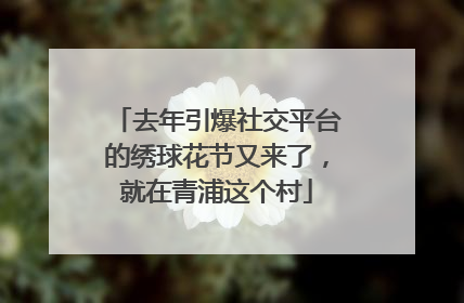 去年引爆社交平台的绣球花节又来了，就在青浦这个村