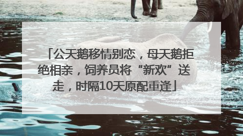 公天鹅移情别恋，母天鹅拒绝相亲，饲养员将“新欢”送走，时隔10天原配重逢