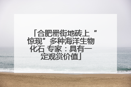 合肥罍街地砖上“惊现”多种海洋生物化石 专家：具有一定观赏价值