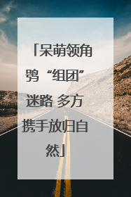 呆萌领角鸮“组团”迷路 多方携手放归自然
