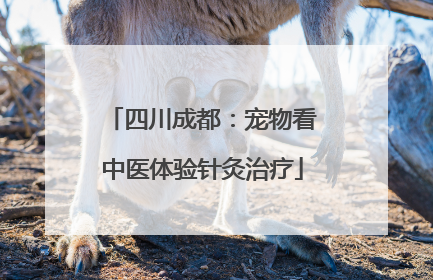 四川成都：宠物看中医体验针灸治疗