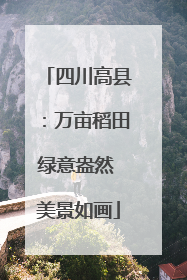 四川高县：万亩稻田绿意盎然 美景如画