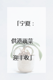 宁夏：供港蔬菜迎丰收