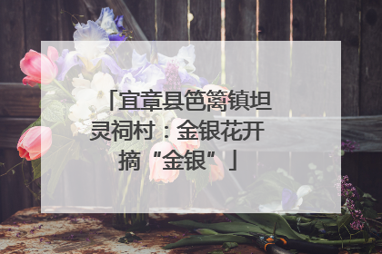 宜章县笆篱镇坦灵祠村：金银花开摘“金银”