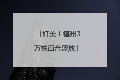 好美！福州3万株百合盛放