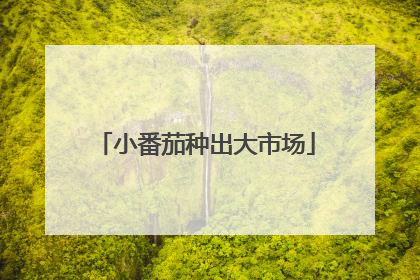 小番茄种出大市场