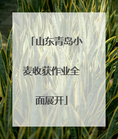 山东青岛小麦收获作业全面展开
