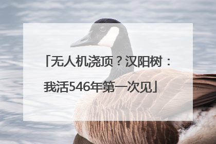 无人机浇顶？汉阳树：我活546年第一次见