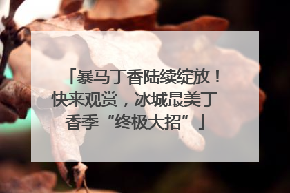 暴马丁香陆续绽放！快来观赏，冰城最美丁香季“终极大招”