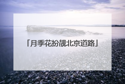 月季花扮靓北京道路