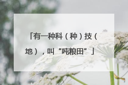 有一种科（种）技（地），叫“吨粮田”