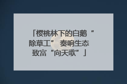 樱桃林下的白鹅“除草工” 奏响生态致富“向天歌”