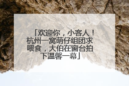 欢迎你，小客人！杭州一窝萌仔组团求喂食，大伯在窗台拍下温馨一幕