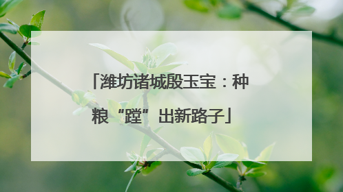 潍坊诸城殷玉宝：种粮“蹚”出新路子