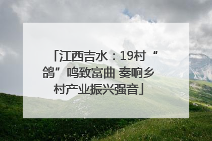 江西吉水：19村“鸽”鸣致富曲 奏响乡村产业振兴强音