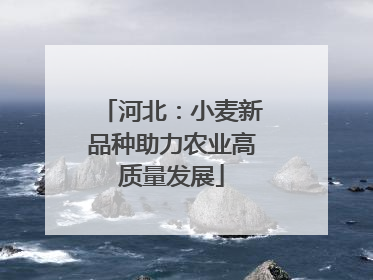 河北：小麦新品种助力农业高质量发展
