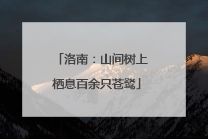 洛南：山间树上栖息百余只苍鹭