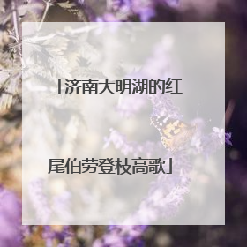 济南大明湖的红尾伯劳登枝高歌
