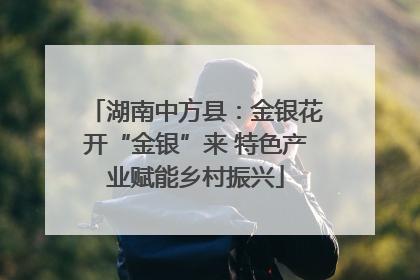 湖南中方县：金银花开“金银”来 特色产业赋能乡村振兴