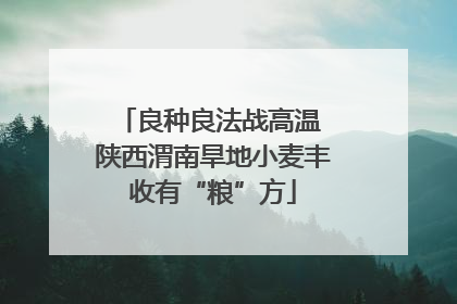良种良法战高温 陕西渭南旱地小麦丰收有“粮”方