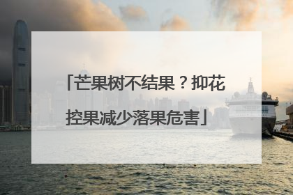 芒果树不结果？抑花控果减少落果危害