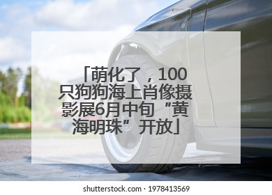 萌化了，100只狗狗海上肖像摄影展6月中旬“黄海明珠”开放