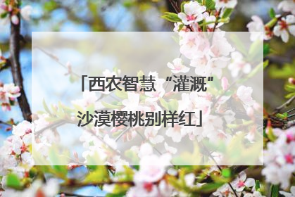 西农智慧“灌溉” 沙漠樱桃别样红
