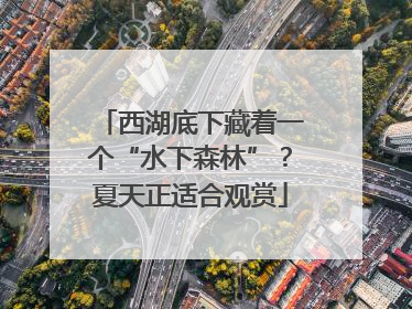 西湖底下藏着一个“水下森林”？夏天正适合观赏