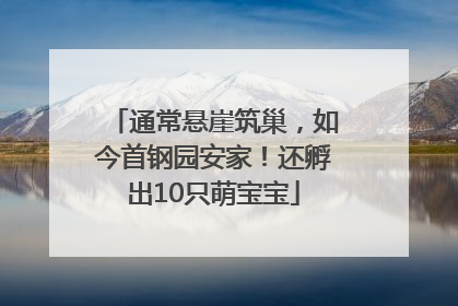 通常悬崖筑巢，如今首钢园安家！还孵出10只萌宝宝
