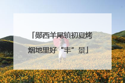 郧西羊尾镇初夏烤烟地里好“丰”景