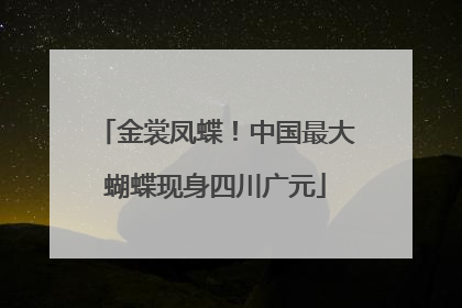 金裳凤蝶！中国最大蝴蝶现身四川广元