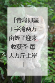青岛即墨丁字湾两万亩蛏子迎来收获季 每天万斤上岸