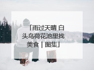 雨过天晴 白头鸟荷花池里找美食｜图集