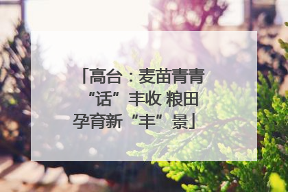 高台：麦苗青青“话”丰收 粮田孕育新“丰”景