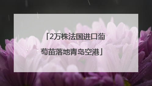 2万株法国进口葡萄苗落地青岛空港
